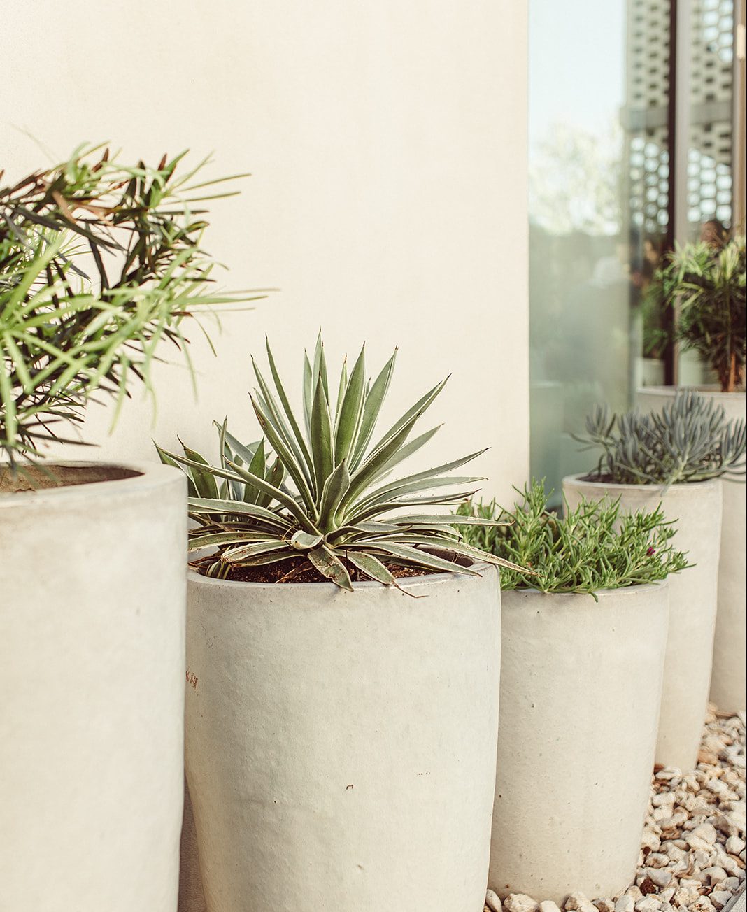 Cacti in a natural-colored pot depict the desert-modern style