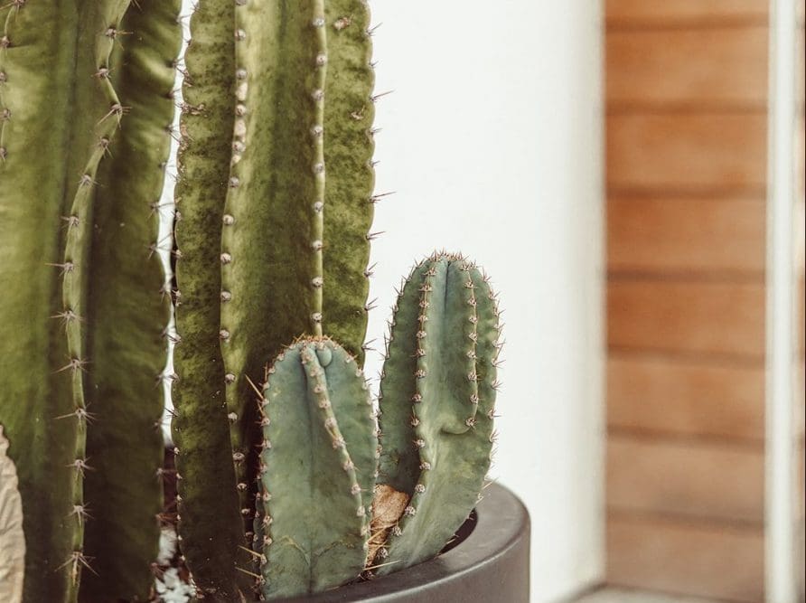 A cactus in a steel pot captures a desert-modern design