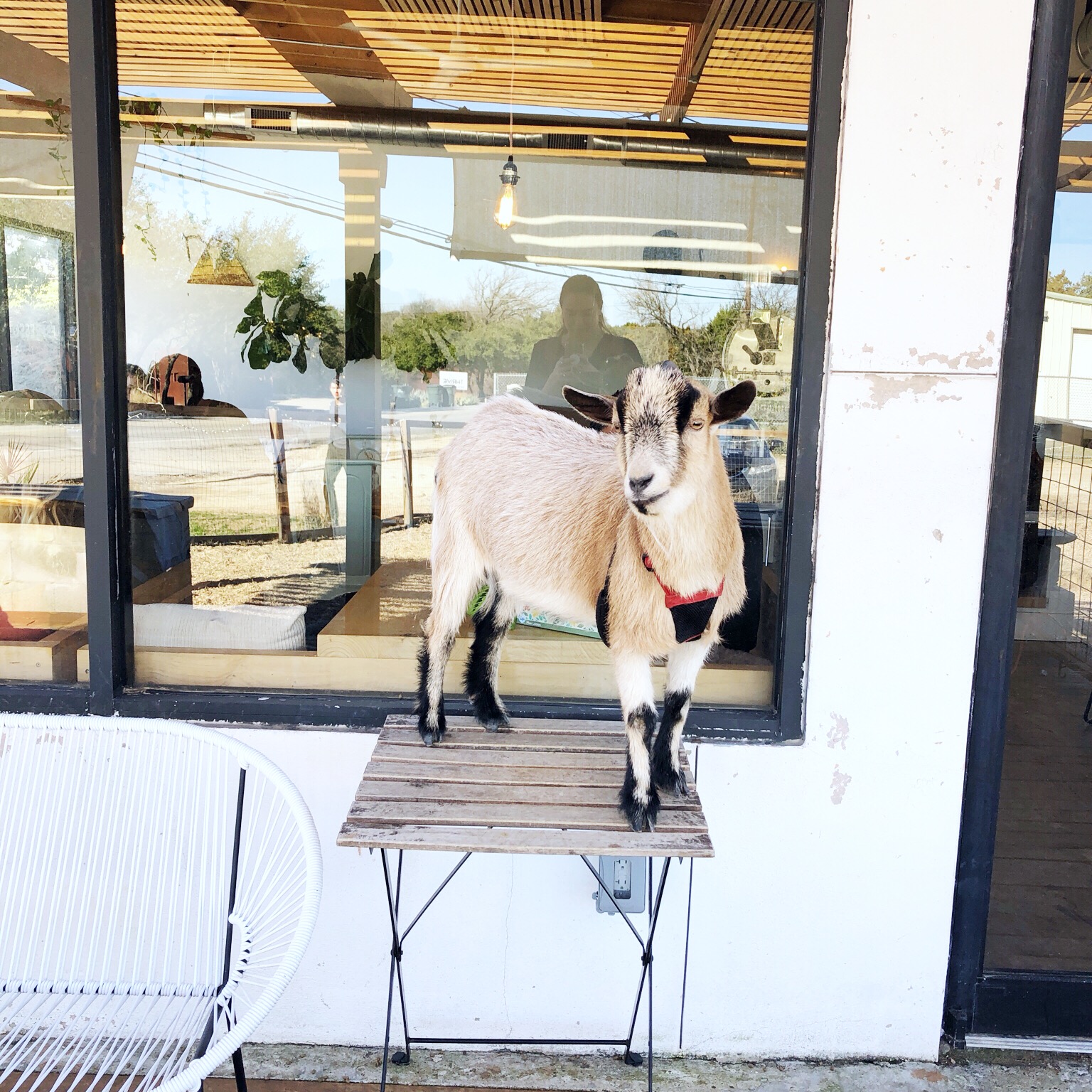 The goat of Civil Goat Coffee standing on a table outside the shop's front door