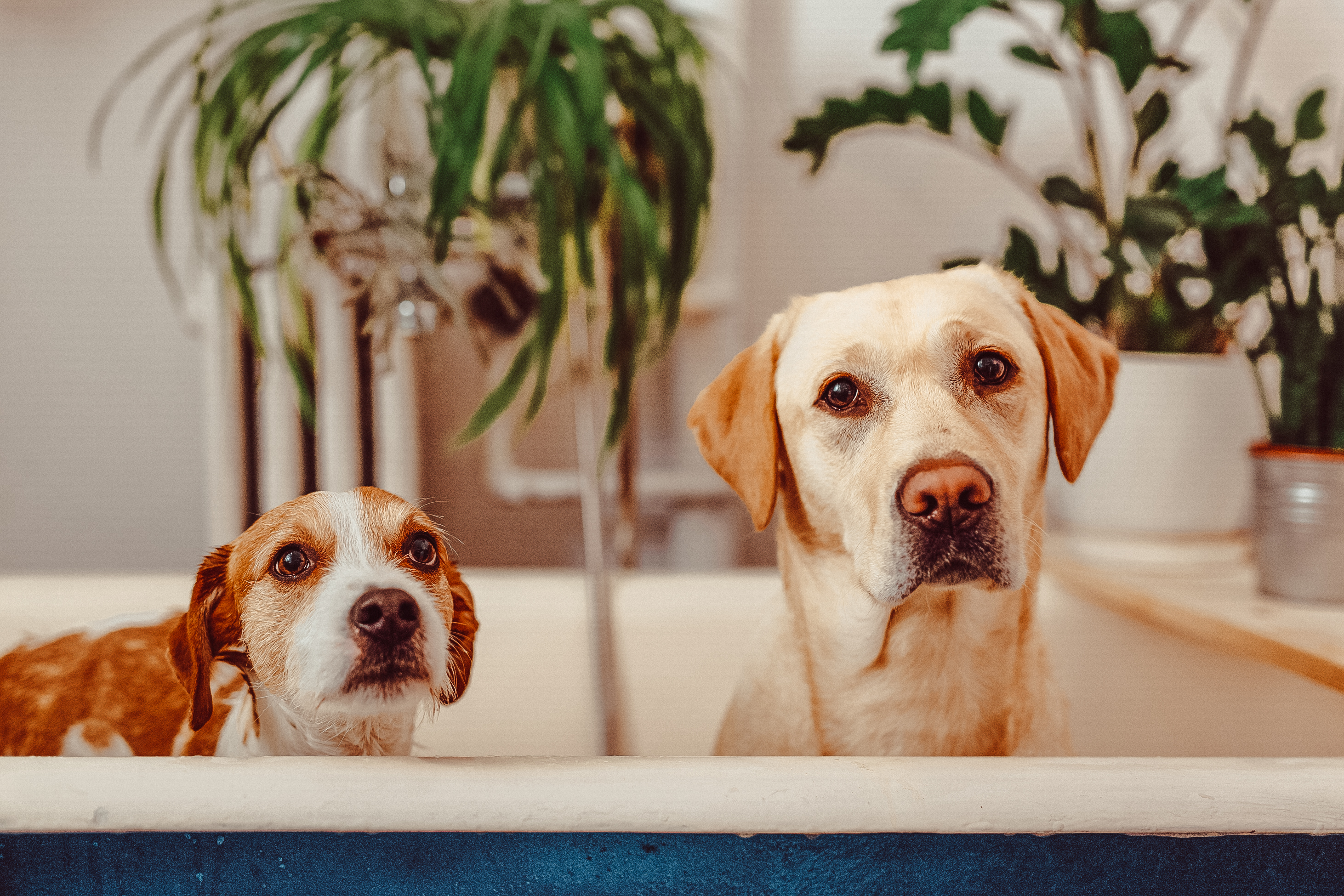 Two dogs bathing in the bathroom in blue tub.