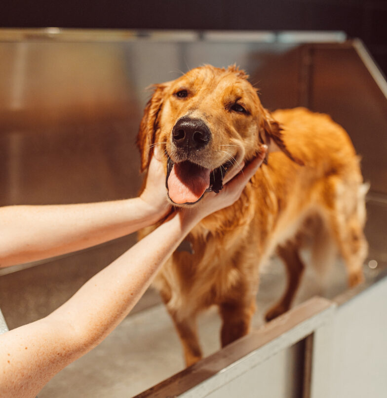 Dog in dog spa at Rambler ATX