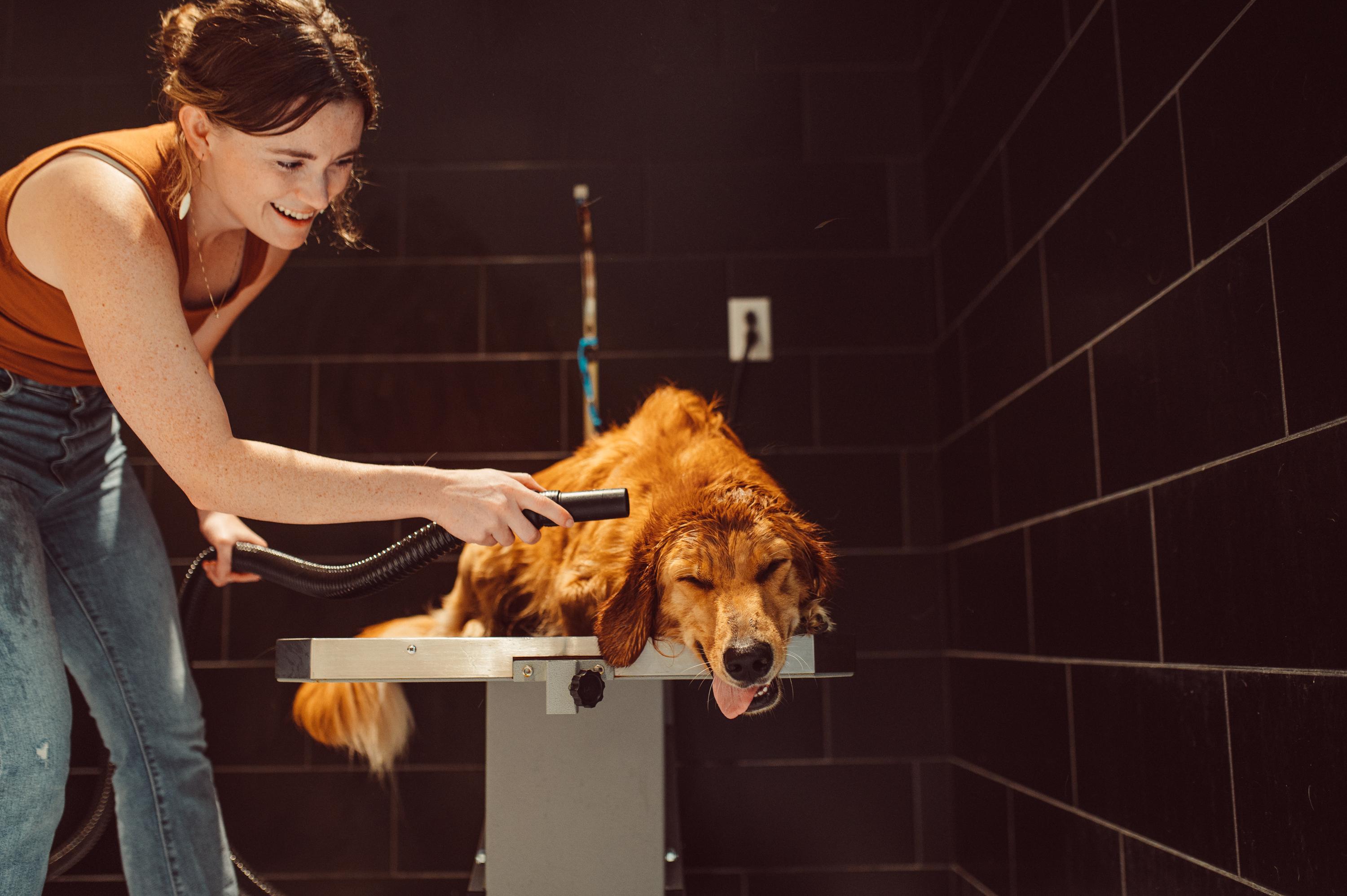 Dog getting blowdried in the dog spa at Rambler ATX